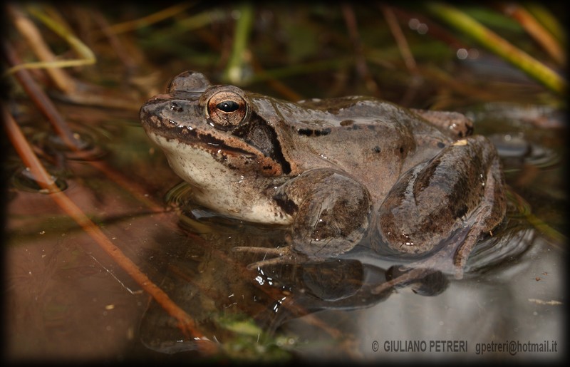 rana dalmatina, la prima dell''anno